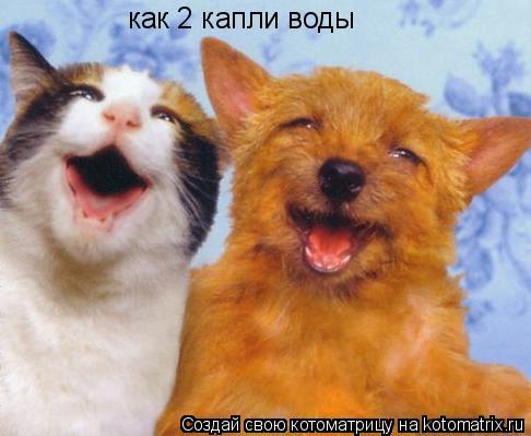 Котоматрица: как 2 капли воды
