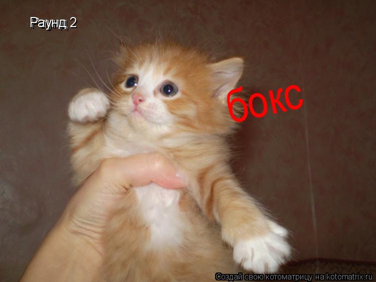 Котоматрица: Раунд Раунд 2  бокс