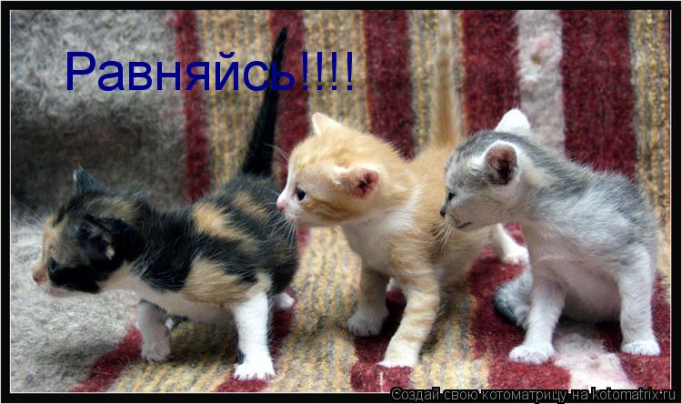 Котоматрица: Равняйсь!!!!