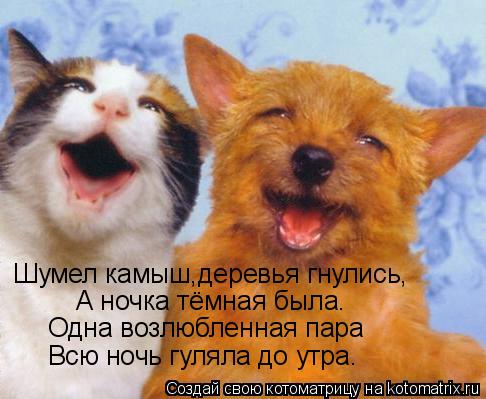 Котоматрица: Шумел камыш,деревья гнулись, А ночка тёмная была. Одна возлюбленная пара Всю ночь гуляла до утра.
