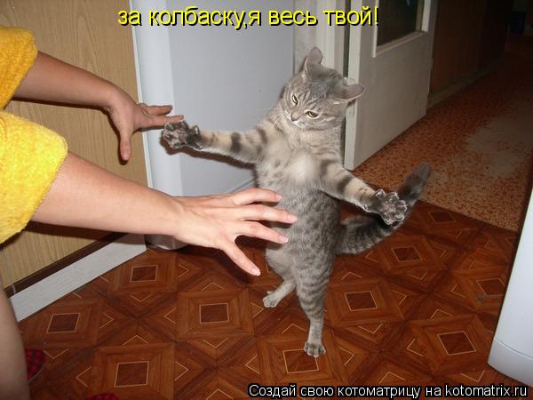Котоматрица: за колбаску,я весь твой!