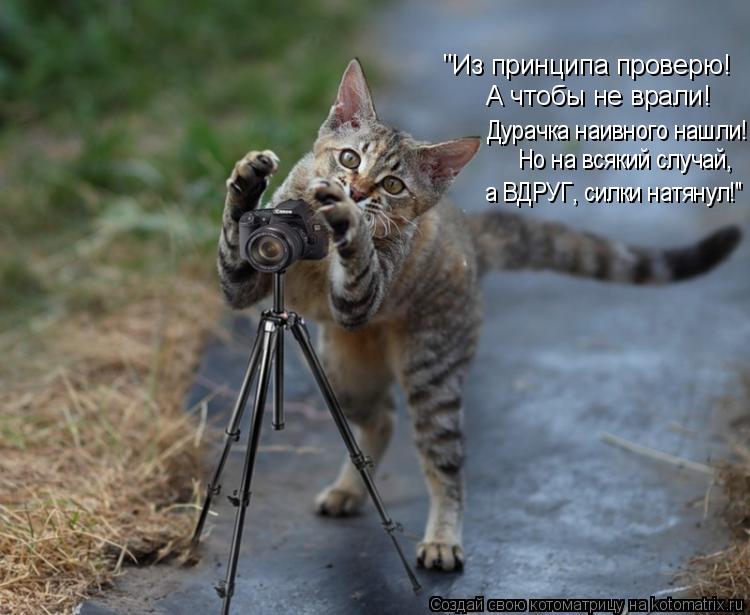 Котоматрица: Дурачка наивного нашли! Но на всякий случай, а ВДРУГ, силки натянул!" "Из принципа проверю! А чтобы не врали!