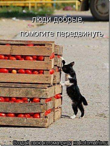 Котоматрица: помогите передвинуть люди добрые,