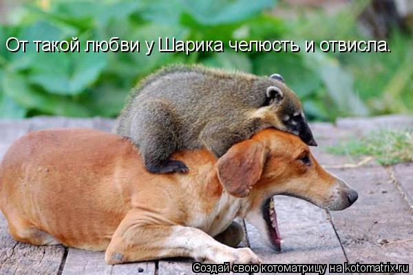 Котоматрица: От такой любви у Шарика челюсть и отвисла.