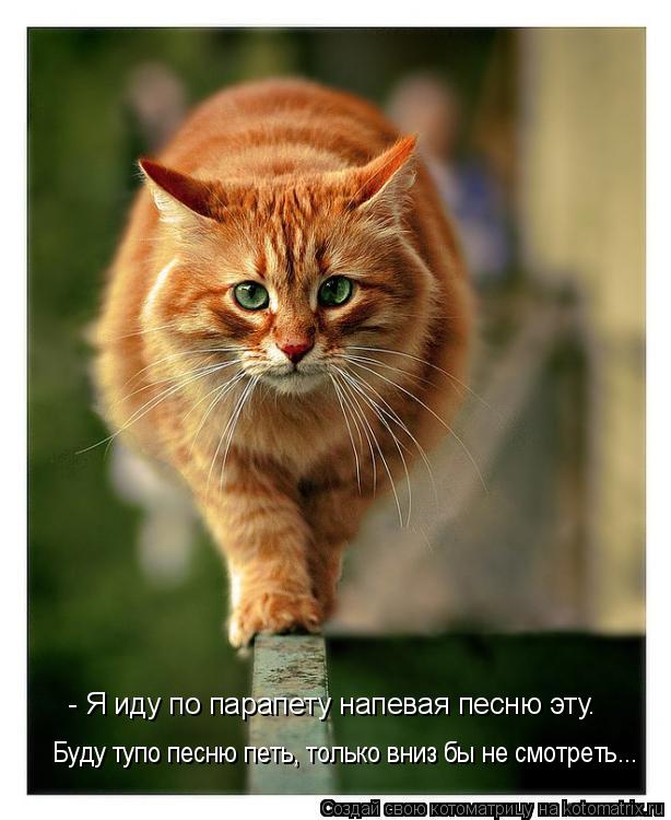 Котоматрица: - Я иду по парапету напевая песню эту. Буду тупо песню петь, только вниз бы не смотреть...