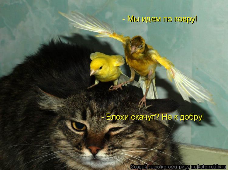 Котоматрица: - Мы идем по ковру! - Блохи скачут? Не к добру!