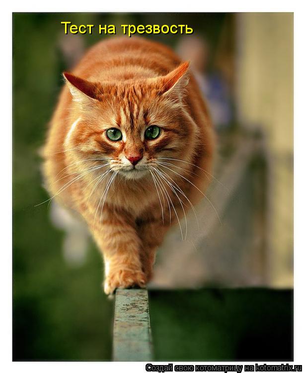 Котоматрица: Тест на трезвость