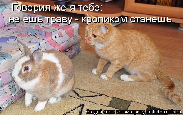 Котоматрица: не ешь траву - кроликом станешь Говорил же я тебе: