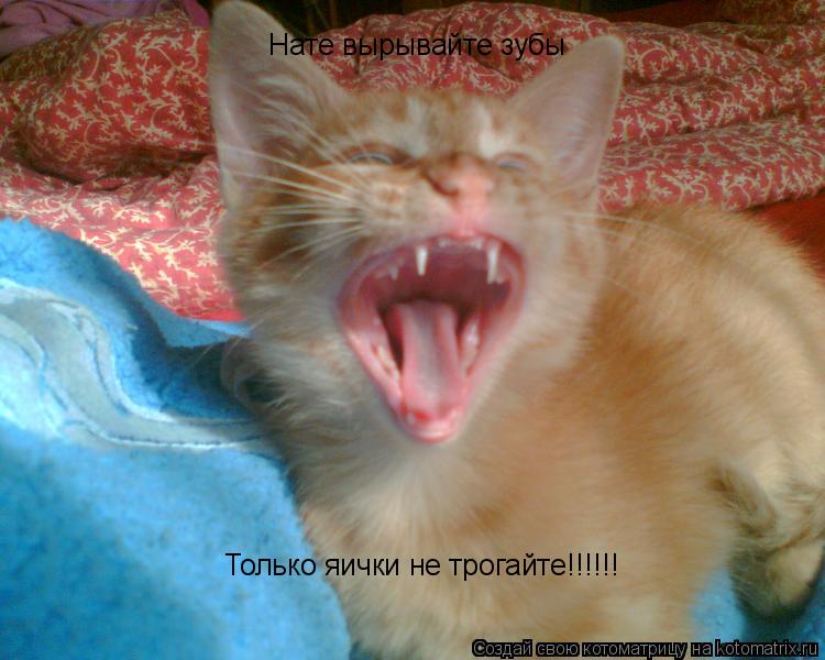 Котоматрица: Нате вырывайте зубы Только яички не трогайте!!!!!!