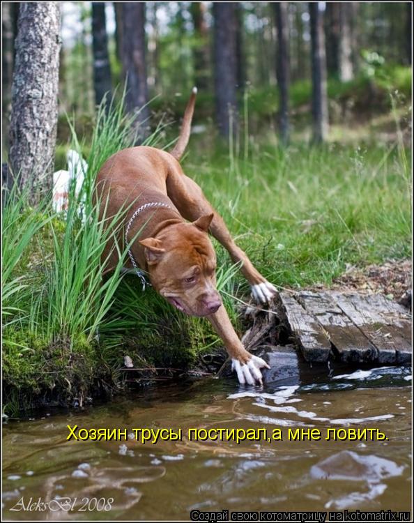 Котоматрица: Хозяин трусы постирал,а мне ловить.