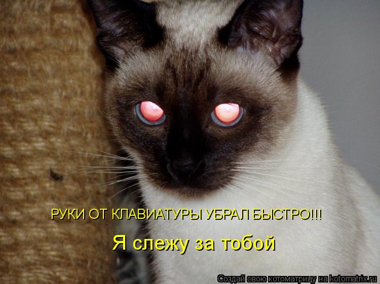 Котоматрица: РУКИ ОТ КЛАВИАТУРЫ УБРАЛ БЫСТРО!!! Я слежу за тобой