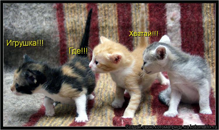 Котоматрица: Игрушка!!! Где!!! Хватай!!!