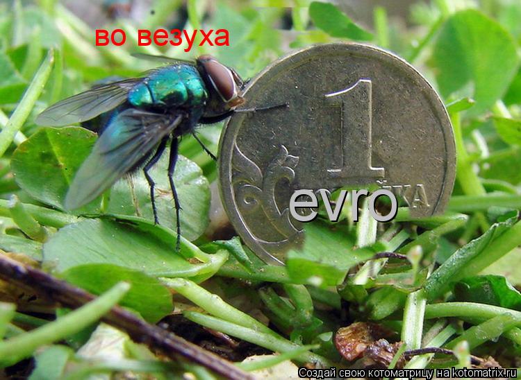 Котоматрица: evro во везуха