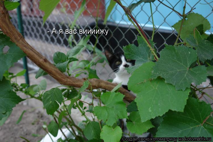 Котоматрица: - А я вас виииижу