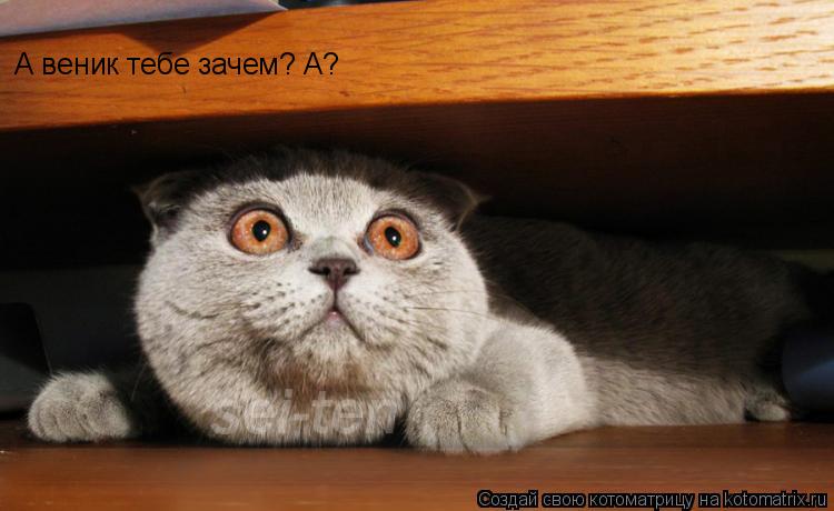 Котоматрица: А веник тебе зачем? А?
