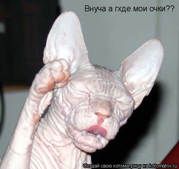 Котоматрица: Внуча а гхде мои очки??