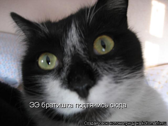 Котоматрица: ЭЭ братишка подтянись сюда