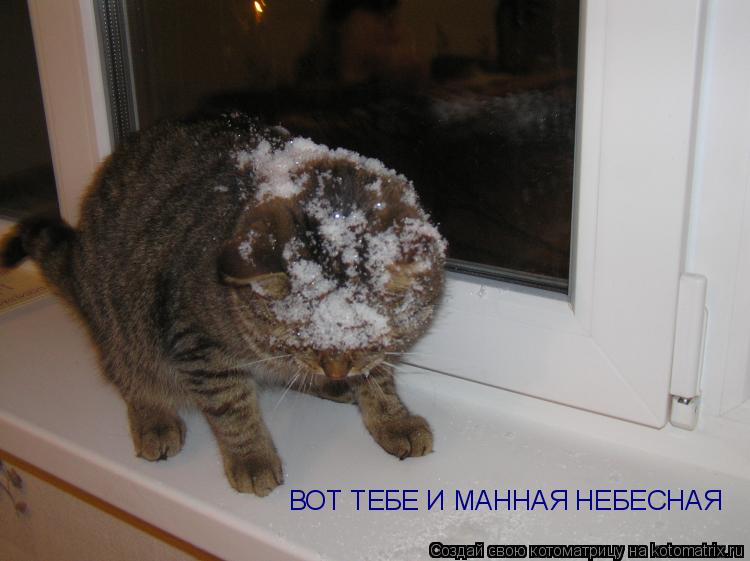 Котоматрица: ВОТ ТЕБЕ И МАННАЯ НЕБЕСНАЯ
