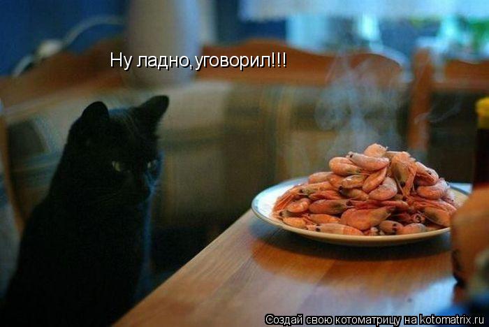 Котоматрица: Ну ладно,уговорил!!!