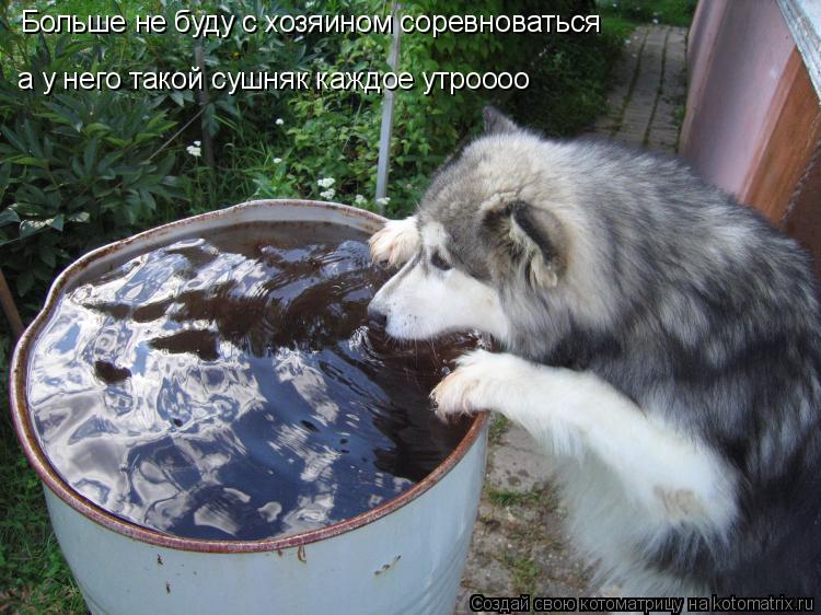 Больше не буду с хозяином соревноваться а у него такой сушняк каждое утроооо... Котоматрица: Больше не буду с хозяином соревноваться а у него такой сушняк каждое утроооо