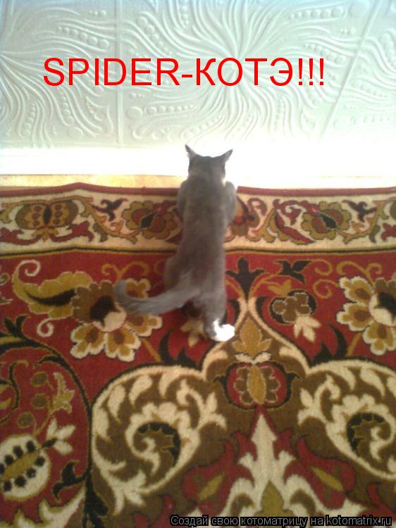 SPIDER-КОТЭ!!!... Котоматрица: SPIDER-КОТЭ!!!