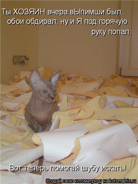 обои обдирал, ну и Я под горячую руку попал. Вот теперь помогай шубу искать! Ты ХОЗЯИН вчера вЫпимши ... Котоматрица: обои обдирал, ну и Я под горячую руку попал. Вот теперь помогай шубу искать! Ты ХОЗЯИН вчера вЫпимши был,