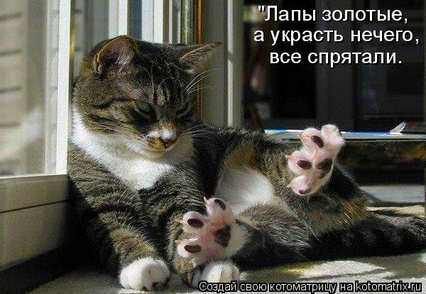 "Лапы золотые, а украсть нечего, все спрятали.... Котоматрица: "Лапы золотые, а украсть нечего, все спрятали.