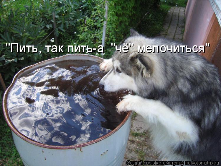 Котоматрица: "Пить, так пить-а  "чё" мелочиться"