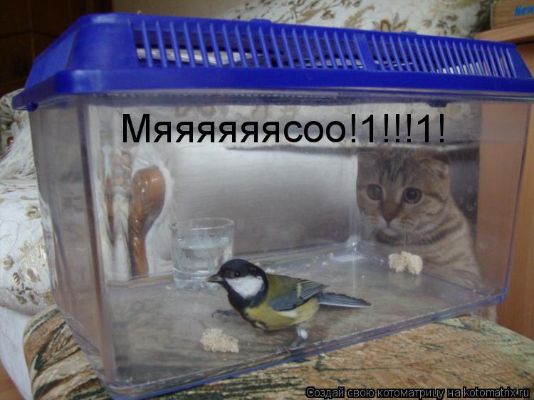 Котоматрица: Мяяяяяясоо!1!!!1!