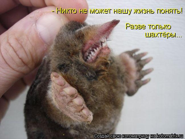 Котоматрица: - Никто не может нашу жизнь понять! Разве только шахтёры...