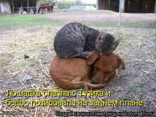 Котоматрица: Лошадка слезла с Тузика и бодро позировала на заднем плане
