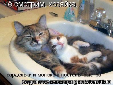 Котоматрица: Чё смотрим, хозяйка... сардельки и молоко в постель, быстро