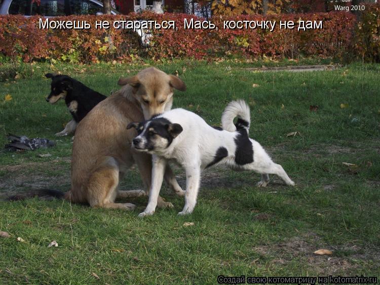 Котоматрица: Можешь не стараться, Мась, косточку не дам