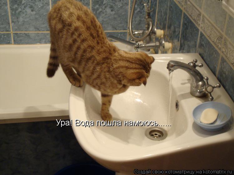Ура! Вода пошла намоюсь......... Котоматрица: Ура! Вода пошла намоюсь......