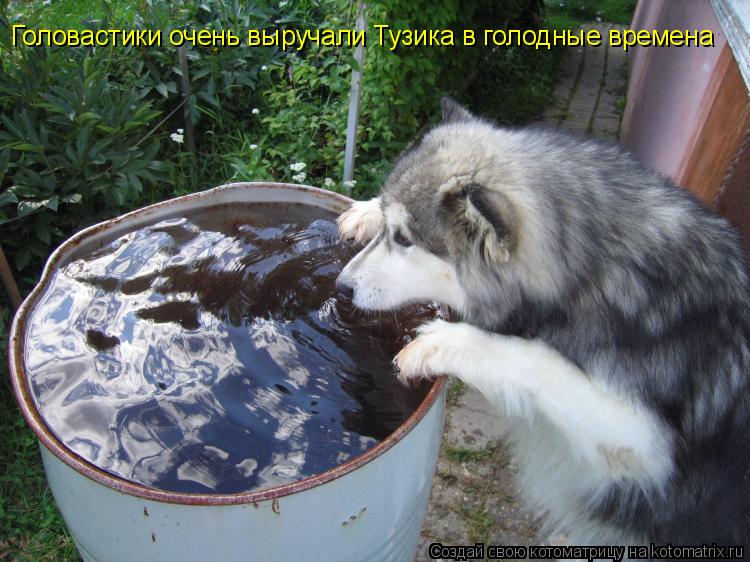 Котоматрица: Головастики очень выручали Тузика в голодные времена