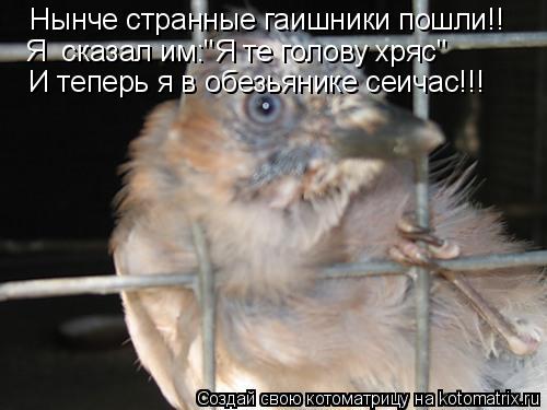 Котоматрица: Нынче странные гаишники пошли!! Я  сказал им:"Я те голову хряс" И теперь я в обезьянике сеичас!!!