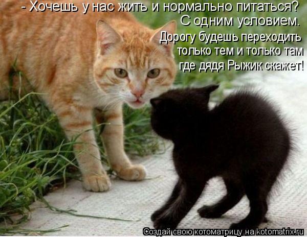 Дорогу будешь переходить только тем и только там где дядя Рыжик скажет! С одним условием. - Хочешь у... Котоматрица: Дорогу будешь переходить только тем и только там где дядя Рыжик скажет! С одним условием. - Хочешь у нас жить и нормально питаться?