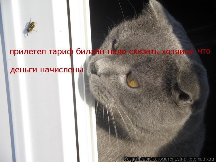 прилетел тариф билайн надо сказать хозяину что деньги начислены... Котоматрица: прилетел тариф билайн надо сказать хозяину что деньги начислены