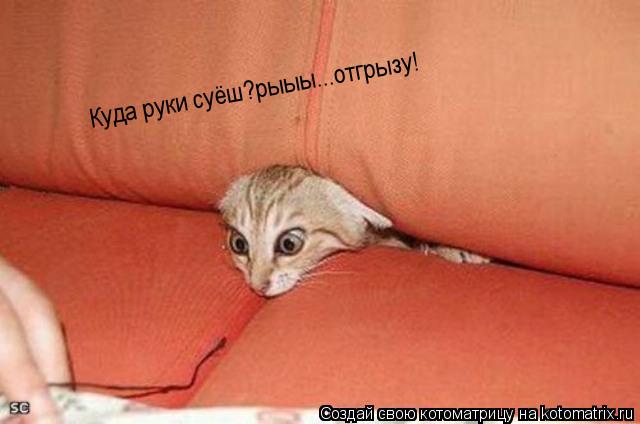 Куда руки суёш?рыыы...отгрызу!... Котоматрица: Куда руки суёш?рыыы...отгрызу!