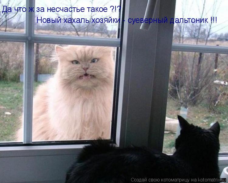 Да что ж за несчастье такое ?!? Новый хахаль хозяйки - суеверный дальтоник !!!... Котоматрица: Да что ж за несчастье такое ?!? Новый хахаль хозяйки - суеверный дальтоник !!!