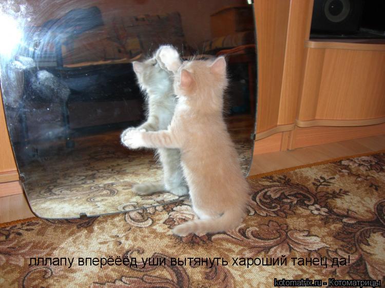 лллапу вперёёёд уши вытянуть хароший танец да!... Котоматрица: лллапу вперёёёд уши вытянуть хароший танец да!