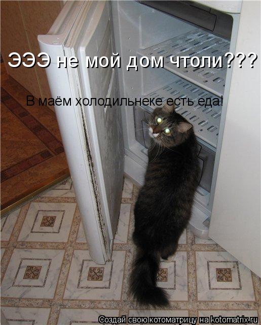 ЭЭЭ не мой дом чтоли??? В маём холодильнеке есть еда!... Котоматрица: ЭЭЭ не мой дом чтоли??? В маём холодильнеке есть еда!