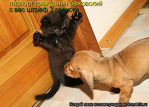 паспорт гражданин бажовский с вас штраф 3 сосиски... Котоматрица: паспорт гражданин бажовский с вас штраф 3 сосиски