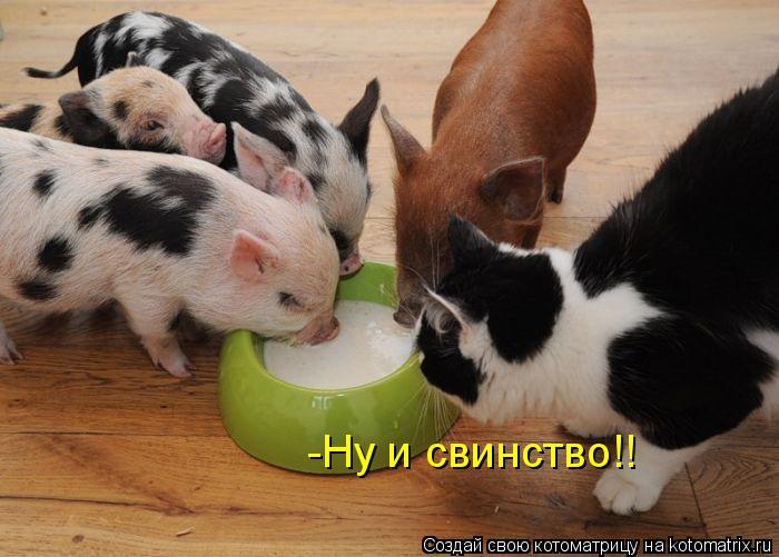 -Ну и свинство!!... Котоматрица: -Ну и свинство!!