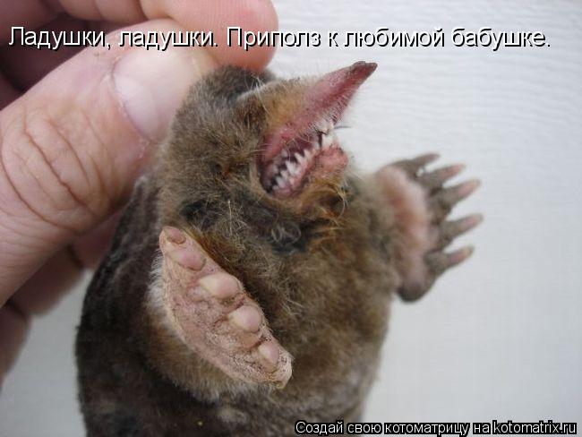 Ладушки, ладушки. Приполз к любимой бабушке.... Котоматрица: Ладушки, ладушки. Приполз к любимой бабушке.