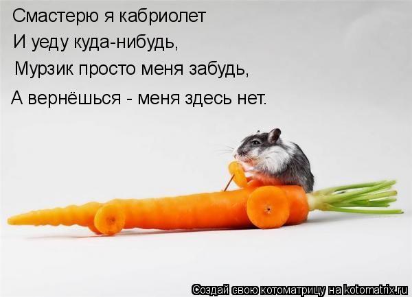 Смастерю я кабриолет И уеду куда-нибудь, Мурзик просто меня забудь, А вернёшься - меня здесь нет.... Котоматрица: Смастерю я кабриолет И уеду куда-нибудь, Мурзик просто меня забудь, А вернёшься - меня здесь нет.