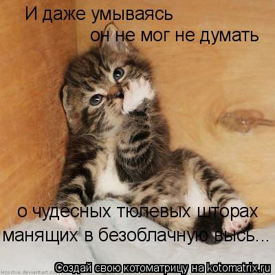 И даже умываясь он не мог не думать о чудесных тюлевых шторах манящих в безоблачную высь...... Котоматрица: И даже умываясь он не мог не думать о чудесных тюлевых шторах манящих в безоблачную высь...