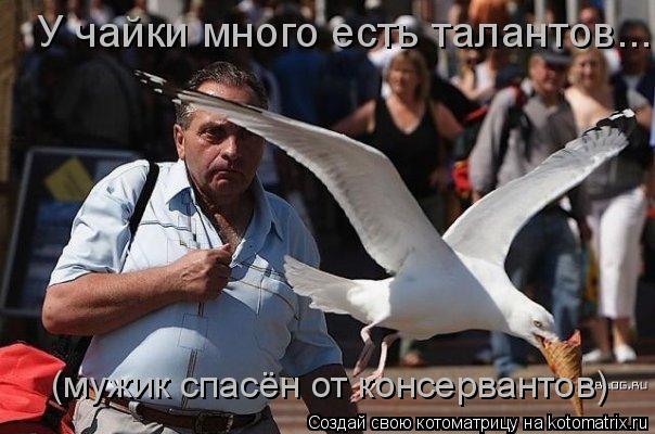 У чайки много есть талантов... (мужик спасён от консервантов)... Котоматрица: У чайки много есть талантов... (мужик спасён от консервантов)