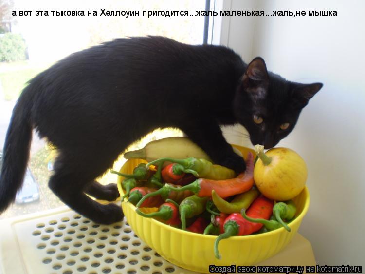 а вот эта тыковка на Хеллоуин пригодится...жаль маленькая...жаль,не мышка... Котоматрица: а вот эта тыковка на Хеллоуин пригодится...жаль маленькая...жаль,не мышка