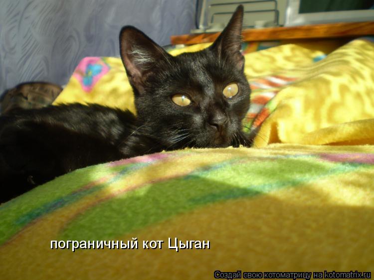 пограничный кот Цыган... Котоматрица: пограничный кот Цыган